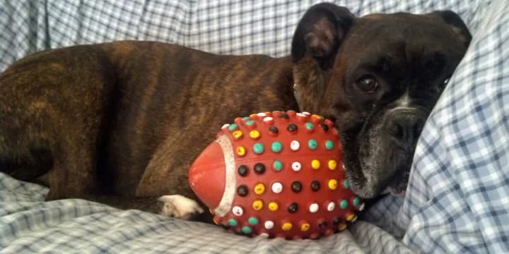 Thank you all: 11thFrame.com Open 2015 charity effort so far has raised nearly $800 for Green Acres Boxer Rescue!